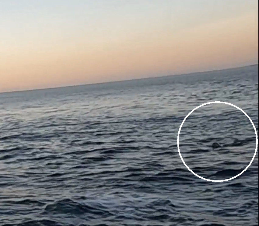 Immagine di Foca monaca a Torre Inserraglio, si riapre la questione dell'allargamento dell'AMP